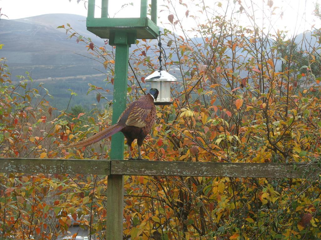 Cairngorm Lodge Youth Hostel Loch Morlich Екстер'єр фото